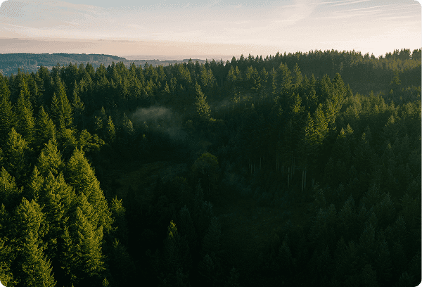 Projet FORESTRY FRANCE - Agence digitale Overscan